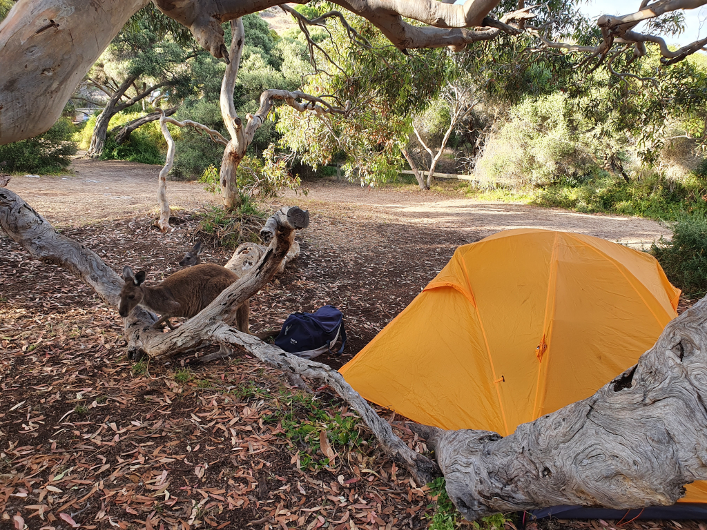 Camp visitor